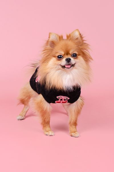 В'заний светр з вишеньками для собак MiuMiu
